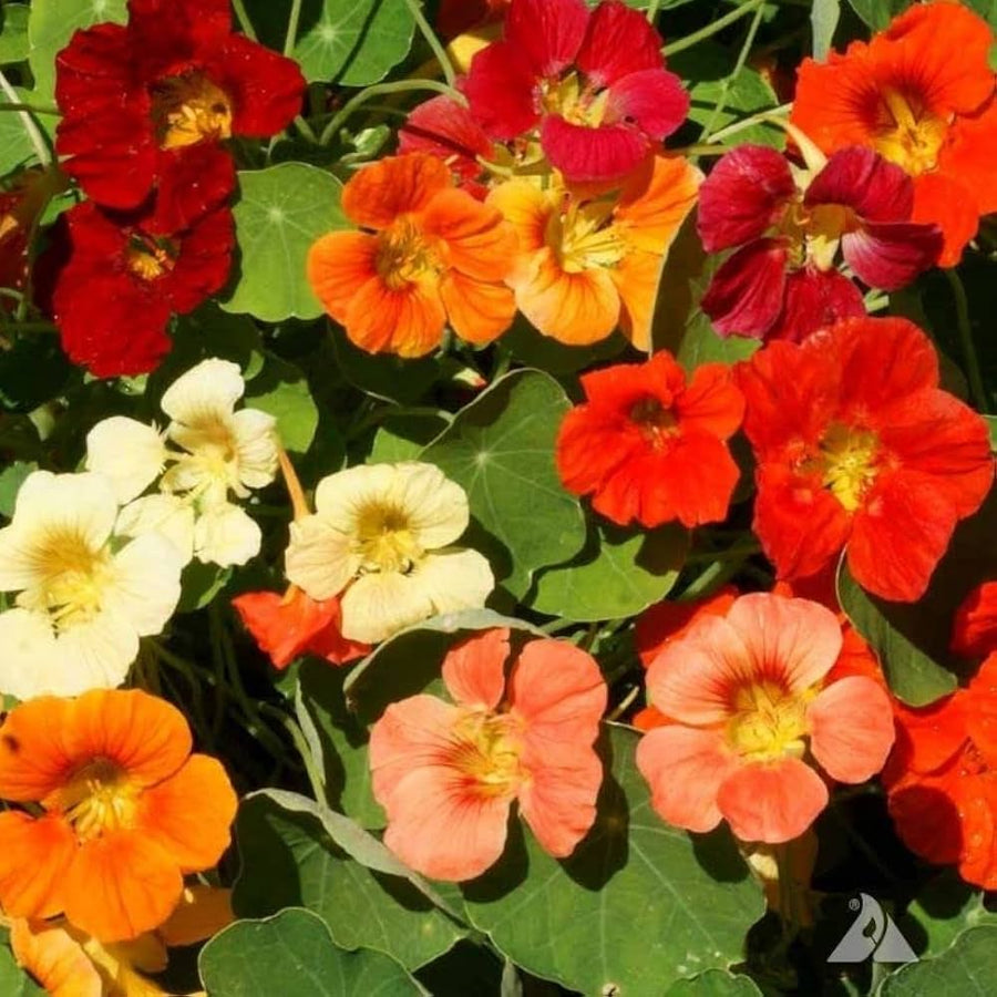 Organic Nasturtium Whirly Bird Mix seeds