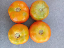 Goldene Königin Tomato Seeds for a reliable harvest in the Low Acid Heirloom Garden Planting