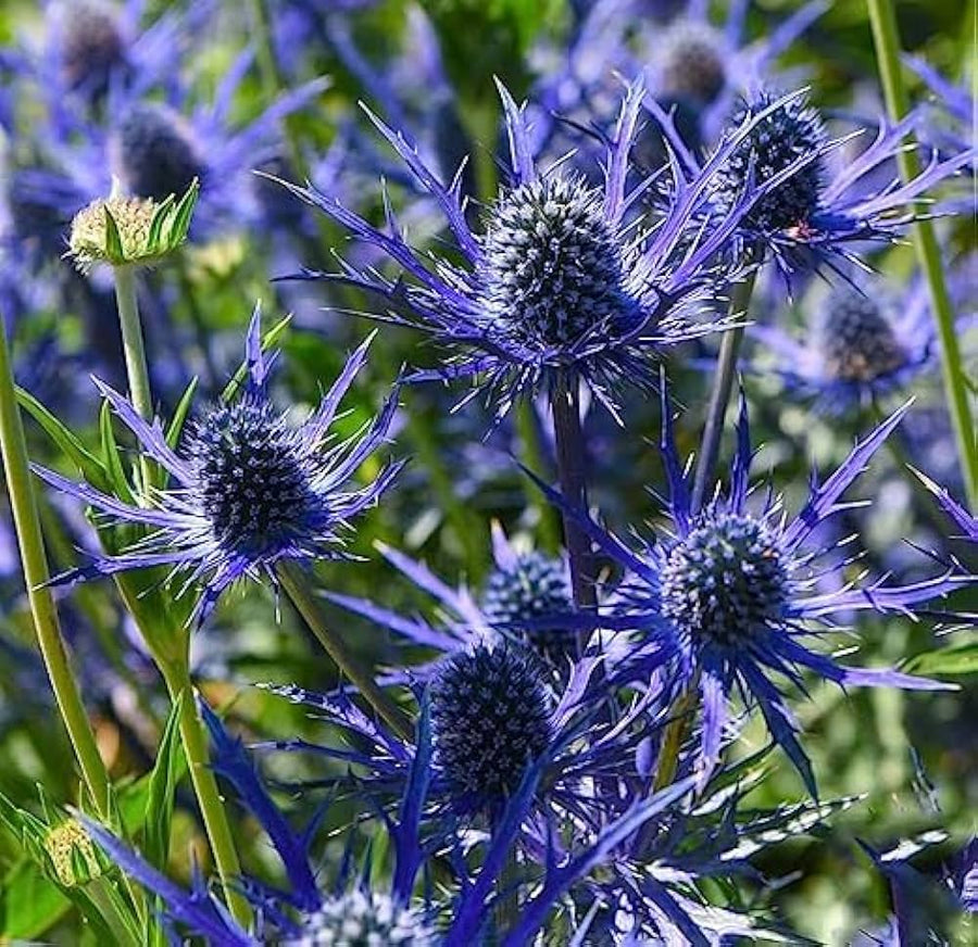Sea Holly Eryngium Planum Seestechpalmen Blau Flower Seeds for Planting – Unique Blooms for Drought-Tolerant Landscaping
