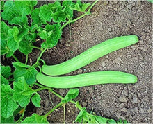 Armenian Pale Yard Long Cucumber Seeds for growers stocking the Unique Garden Plants