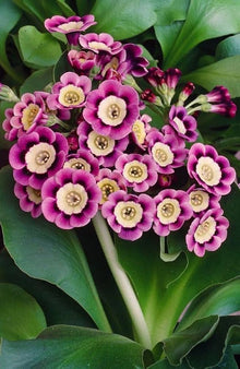 Primula Primula Vulgaris Seeds for seasonal color across the Flower Bed & Home Garden