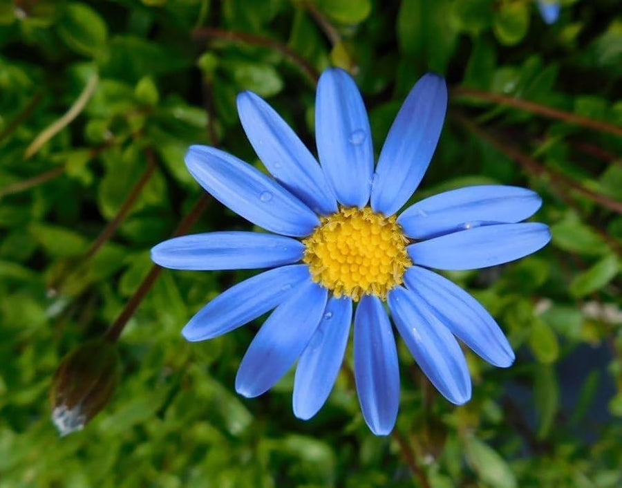 Daisy Felicia Amelloides Blue Flower Seeds for Planting – Long-Blooming Variety for Garden Borders and Patio Containers