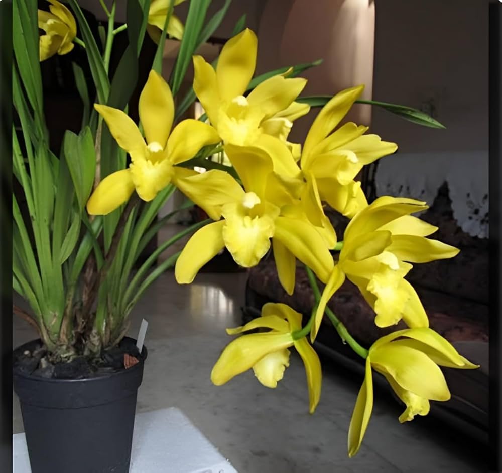 Light Yellow Cymbidium Orchid (Cymbidium spp.) for potted garden planting