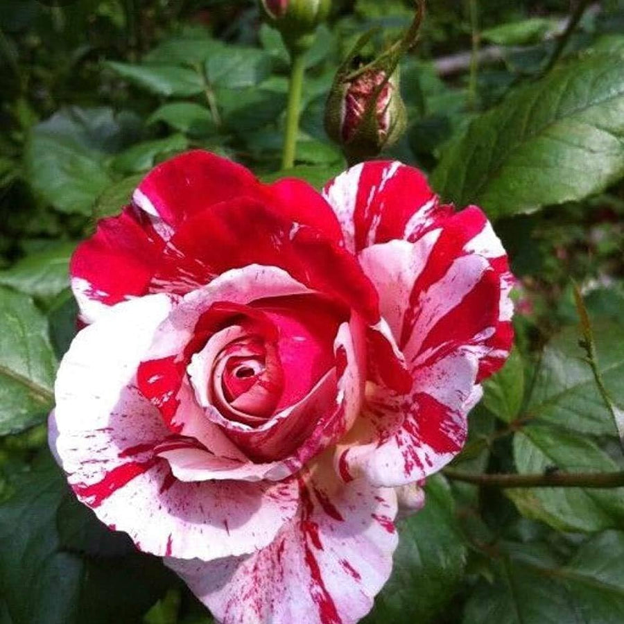 Rose Rosa Hybrida Rare White Blood Flower Seeds for Planting – Unique Variety for Garden Borders and Floral Displays