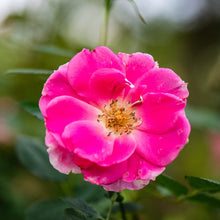 Dream Rose Seeds (Chinensis romantic) for seasonal color across the Rosa garden flower bed