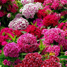 Dianthus Barbatus Seeds (Dianthus barbatus) for colorful blooms in the Flower Bed