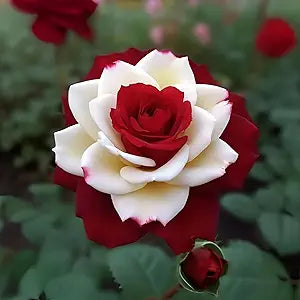 Red and White Rose Rosa spp. flower seeds for planting in classic home garden arrangements