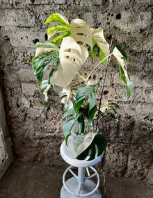 White Monstera Plant Seeds,  Ornamental Garden Plant Garden Plant Seeds