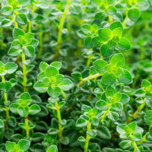 Perennial Oregano Plants for cooks growing their own fresh herbs
