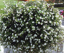 Hanging Bacopa Sutera Cordata Seeds for growers seeking a long-blooming display