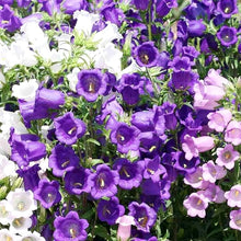 Heirloom Campanula Canterbury Mix Seeds prized for colorful Bell Flowers