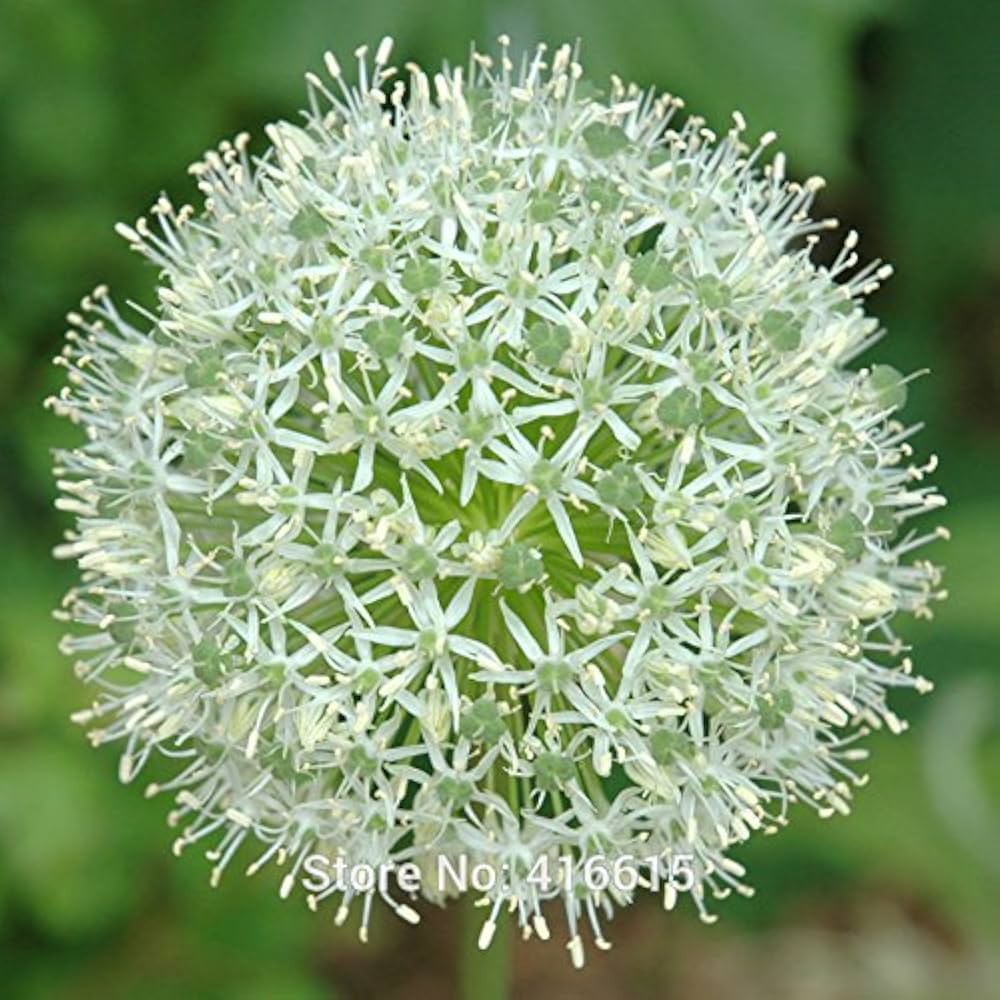 Prairie Onion ��������� Allium stellatum ��������� for planting in garden
