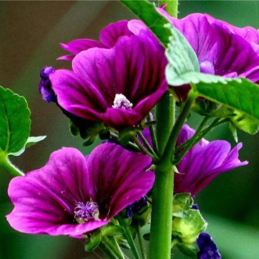 Hollyhock flower Alcea rosea double white-purple perennial seeds for planting in garden beds or decorative pots