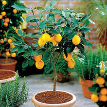Lemon Tree Plants for a lasting addition to the landscape