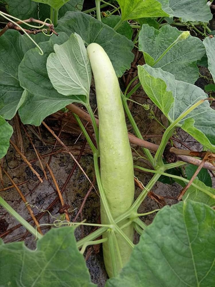 Bottle Gourd Lagenaria siceraria vegetable seeds for kitchen garden and backyard planting - for planting in home garden