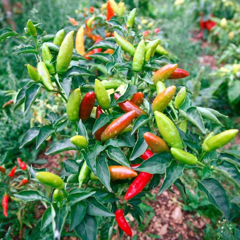 Guam Boonies Pepper Capsicum annuum vegetable seeds for kitchen garden and home containers - for planting in home garden