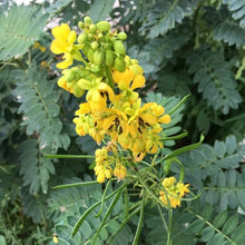 Wild Senna Senna hebecarpa Seeds for planting in flower bed