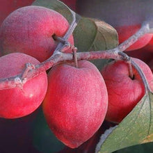 Red Jujube Seeds for a homegrown harvest from the Indoor & Outdoor Garden Decoration