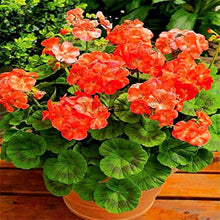 Pelargonium Seeds for colorful blooms in the Containers