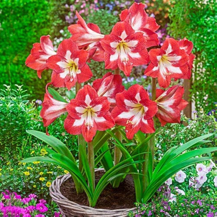 Amaryllis Hippeastrum spp. flower seeds for planting in indoor pots and balcony gardening - for planting in home garden