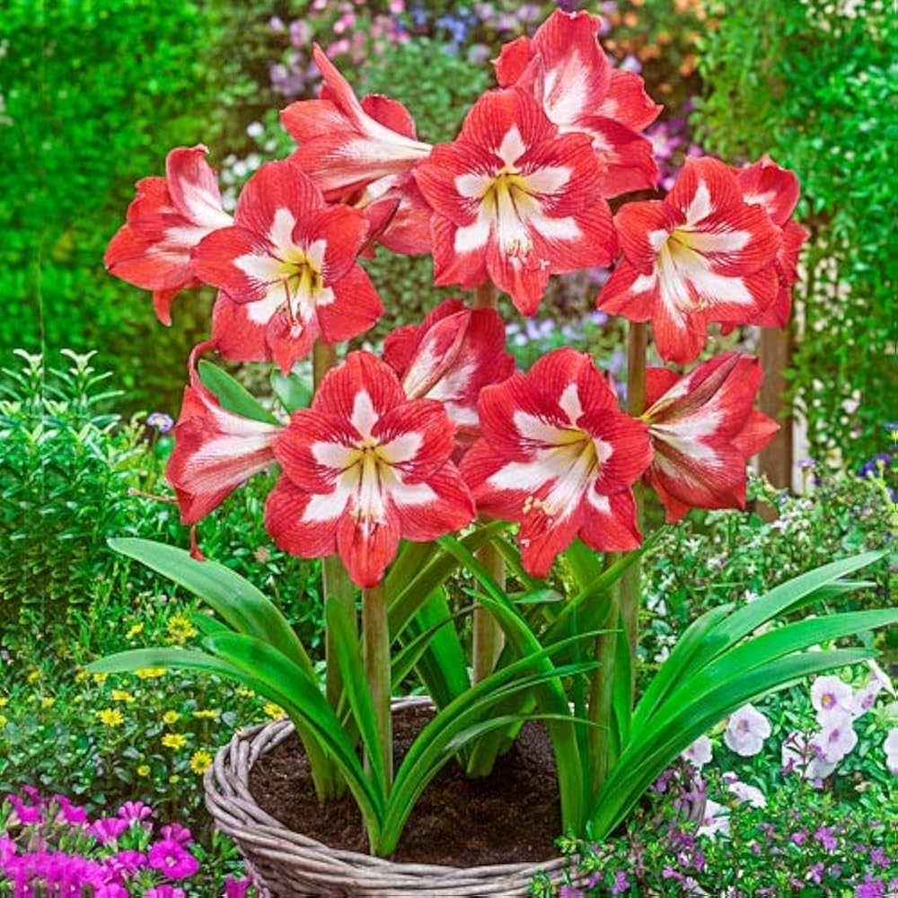 Amaryllis Hippeastrum Hybrid Flower Seeds for Planting – Perfect for Indoor Pots and Seasonal Displays