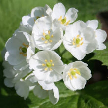 Skeleton Flower for planting