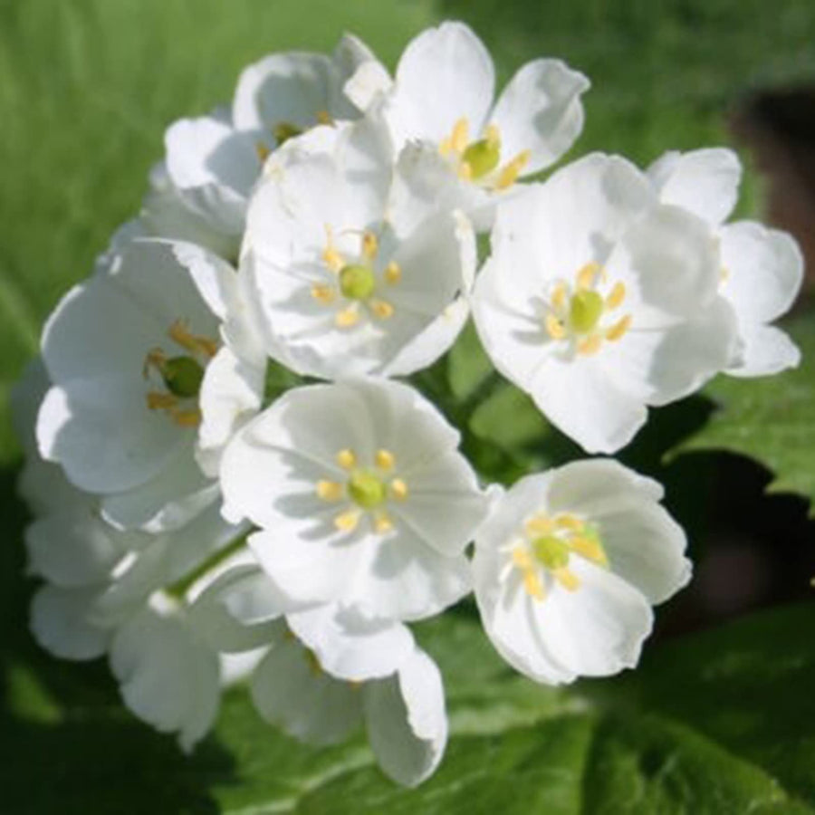 Skeleton Flower for planting