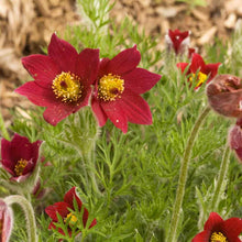 Red Anemone Pulsatilla Seeds for a lasting addition to the Garden or Bonsai