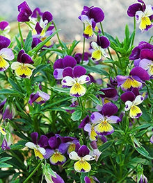 Johnny Jump Up Semi Purple Seeds for reliable seasonal color