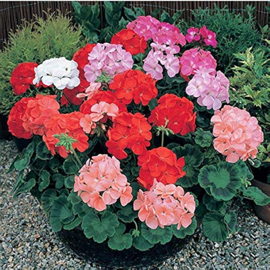 Japanese Fuchsia Spectabilis Hanging Flower - for planting in home garden