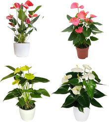 Rare Anthurium Flower Plant Seeds for colorful blooms in the Balcony & Garden