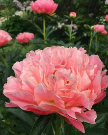 Light Grey Peony Seeds for long-term planting in the Bonsai, Indoor Flowers, Home Garden