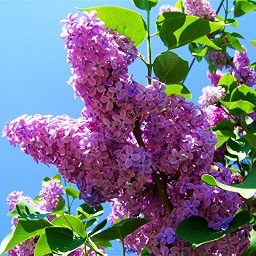 Japanese Lilac Syringa Reticulata flower seeds for planting in home garden and decorative landscaping - for planting in home garden