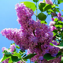 Japanese Lilac Syringa Reticulata flower seeds for planting in home garden and decorative landscaping - for planting in home garden