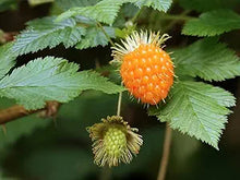 Berry Harvest for planting in home garden.