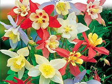 Columbine Seeds (Aquilegia spp.) for a lasting display in the Flower Bed & Garden