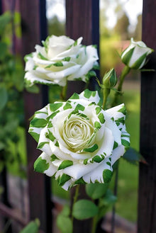 Rose Seeds for a lasting display in the Yellow Garden