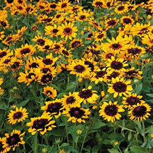 Denver Daisy Rudbeckia Perennial Flower Seeds â€“ Bright Yellow Petals with Deep Brown Centers