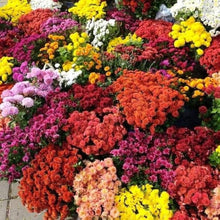 Chrysanthemum Chrysanthemum Morifolium perennial flower Seeds for seasonal color across the home landscape and flower garden areas