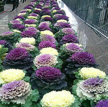 Kale Brassica Oleracea Ornamental Seeds for growers stocking the Winter Backyard Borders
