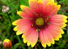 Goblin Blanketflower Gaillardia Seeds for a bright addition to the flower bed garden