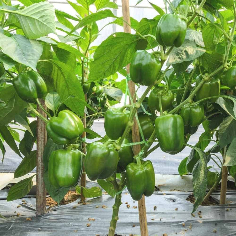Miracle Sweet Green Pepper – Capsicum annuum – for edible garden use