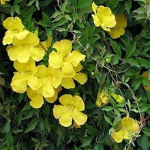 Macfadyena Unguis Cati Evergreen Vine Yellow Seeds for fast cover along a fence or wall