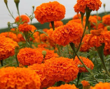 African Marigold Tagetes erecta flower seeds for planting in home garden borders and pots - for planting in home garden