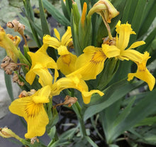 Rare Iris Seeds for growers filling out the Flower Bed & Garden