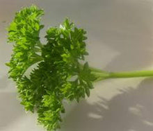 Curled Parsley Seeds (Petroselinum crispum) for a flavorful crop in the Vegetable Patch & Garden