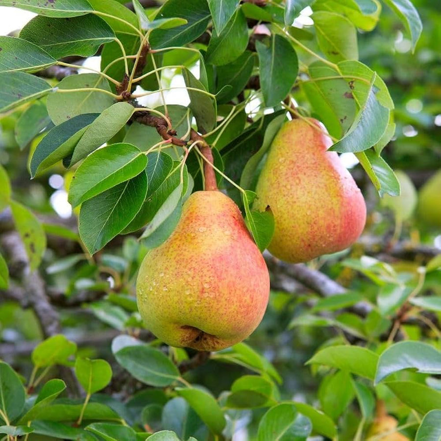 Sand Pear Pyrus pyrifolia for planting in home orchard
