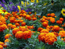 Bright yellow with red Marigold Seeds for a bright addition to the Colorful Gardens
