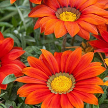 Gazania New Day Red Shades Seeds for a bright addition to the Sunny Beds