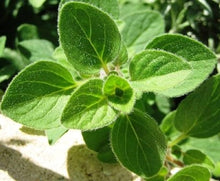 Oregano Plants for a fragrant addition to the herb patch